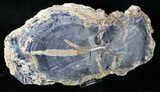 Petrified Wood Slice - Eden Valley, Wyoming #19341-1